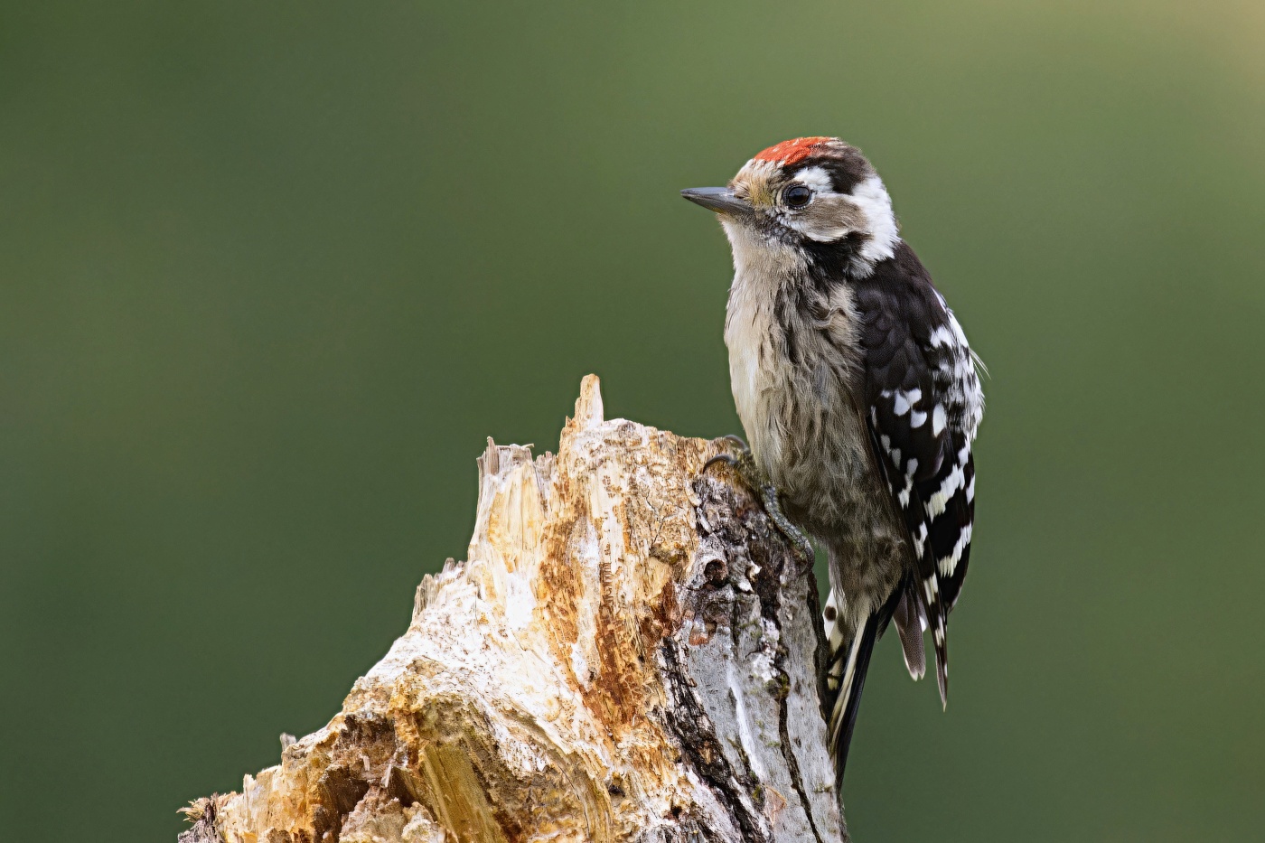 Strakapoud malý  ( Dendrocopos minor )