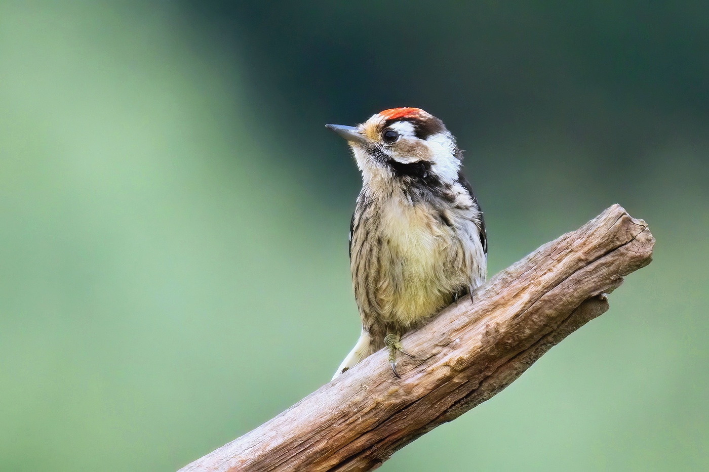 Strakapoud malý  ( Dendrocopos minor )