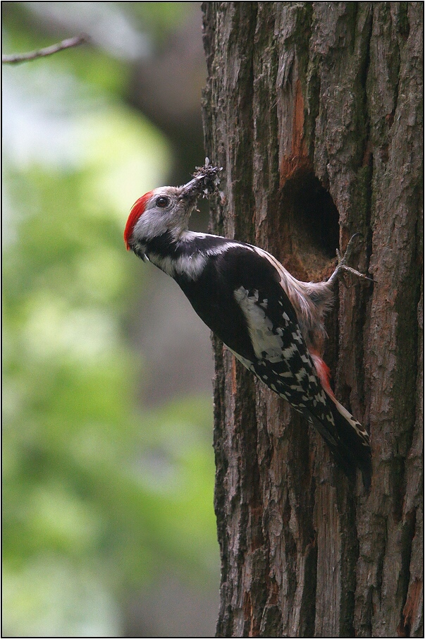 Strakapoud prostřední