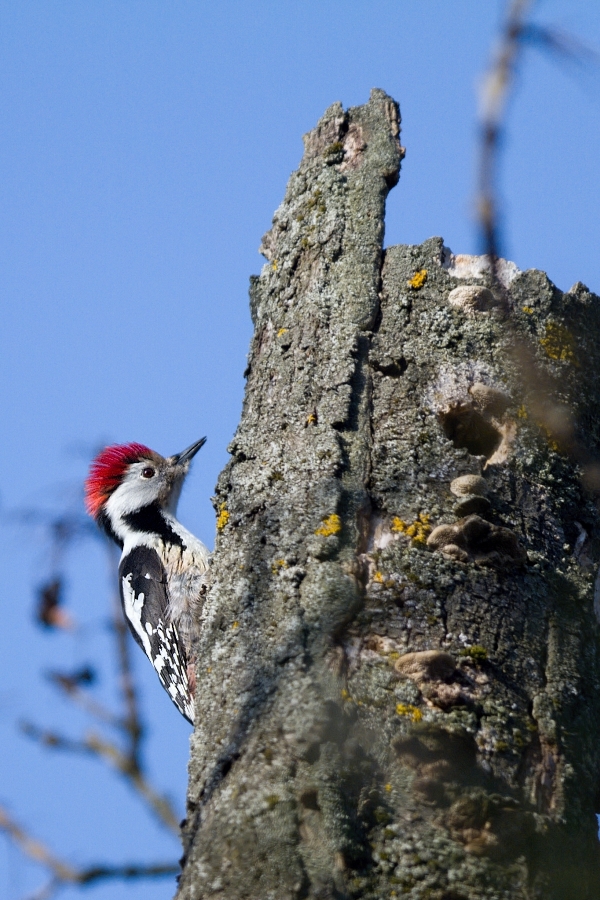 Strakapoud prostřední  ( Dendrocoposmedius )