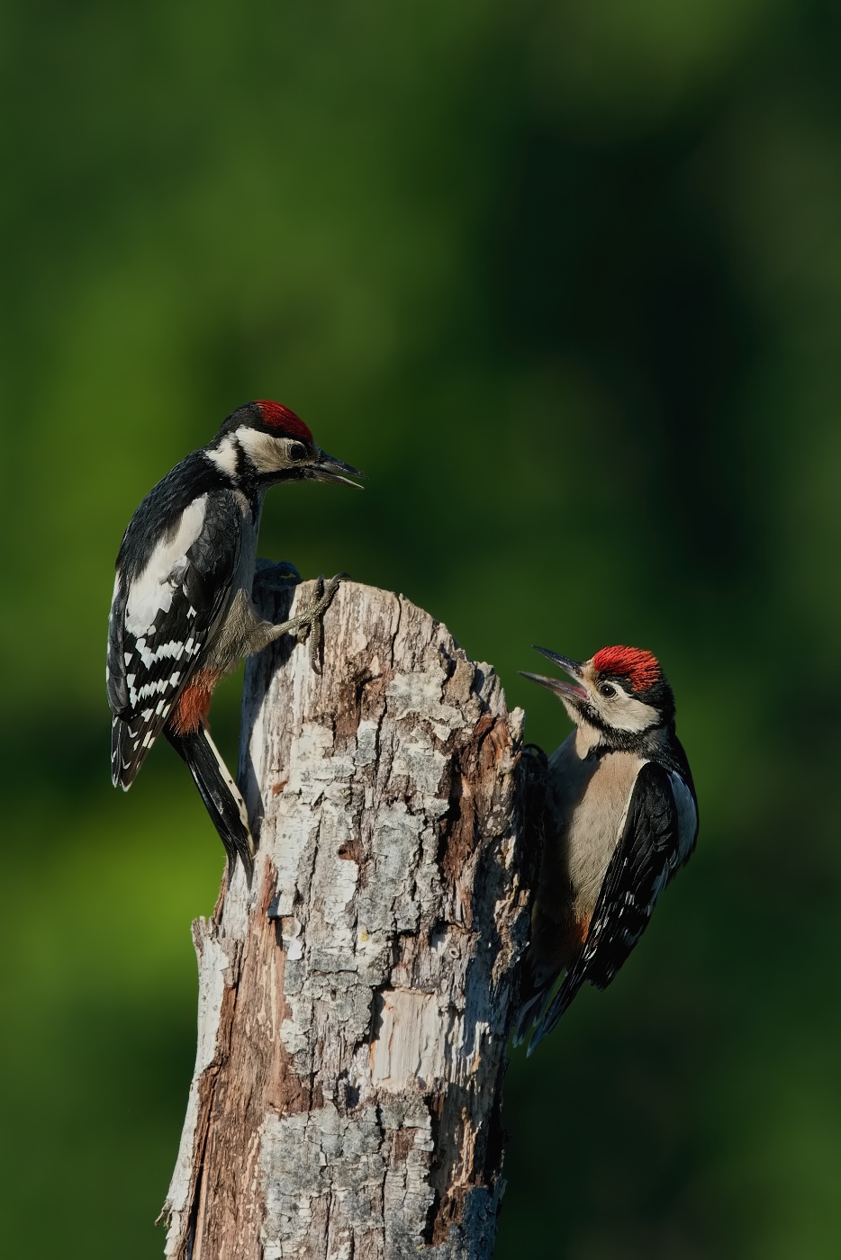 Strakapoud velký ( Dendrocopus major )