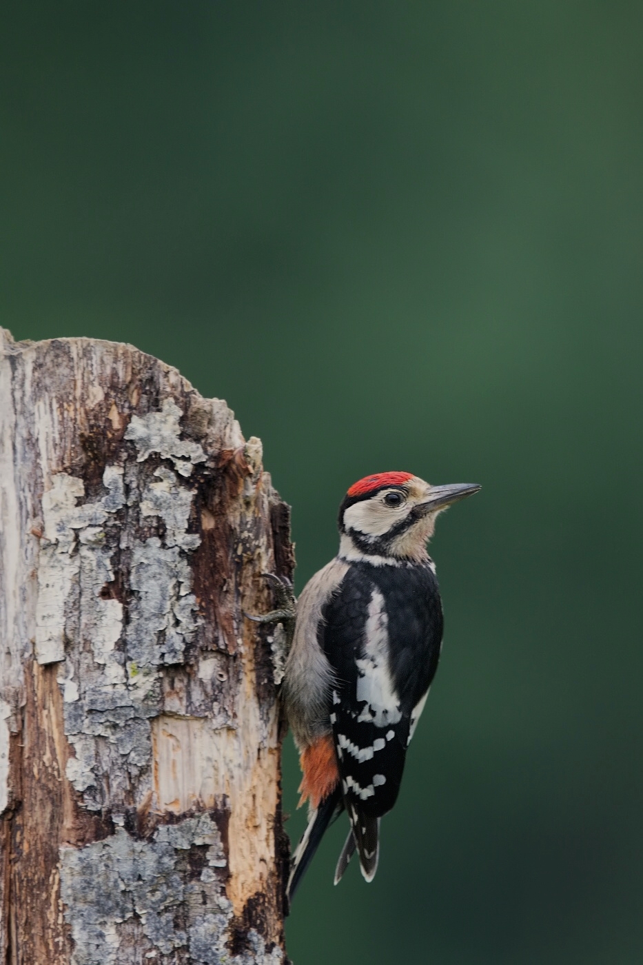 Strakapoud velký ( Dendrocopus major )