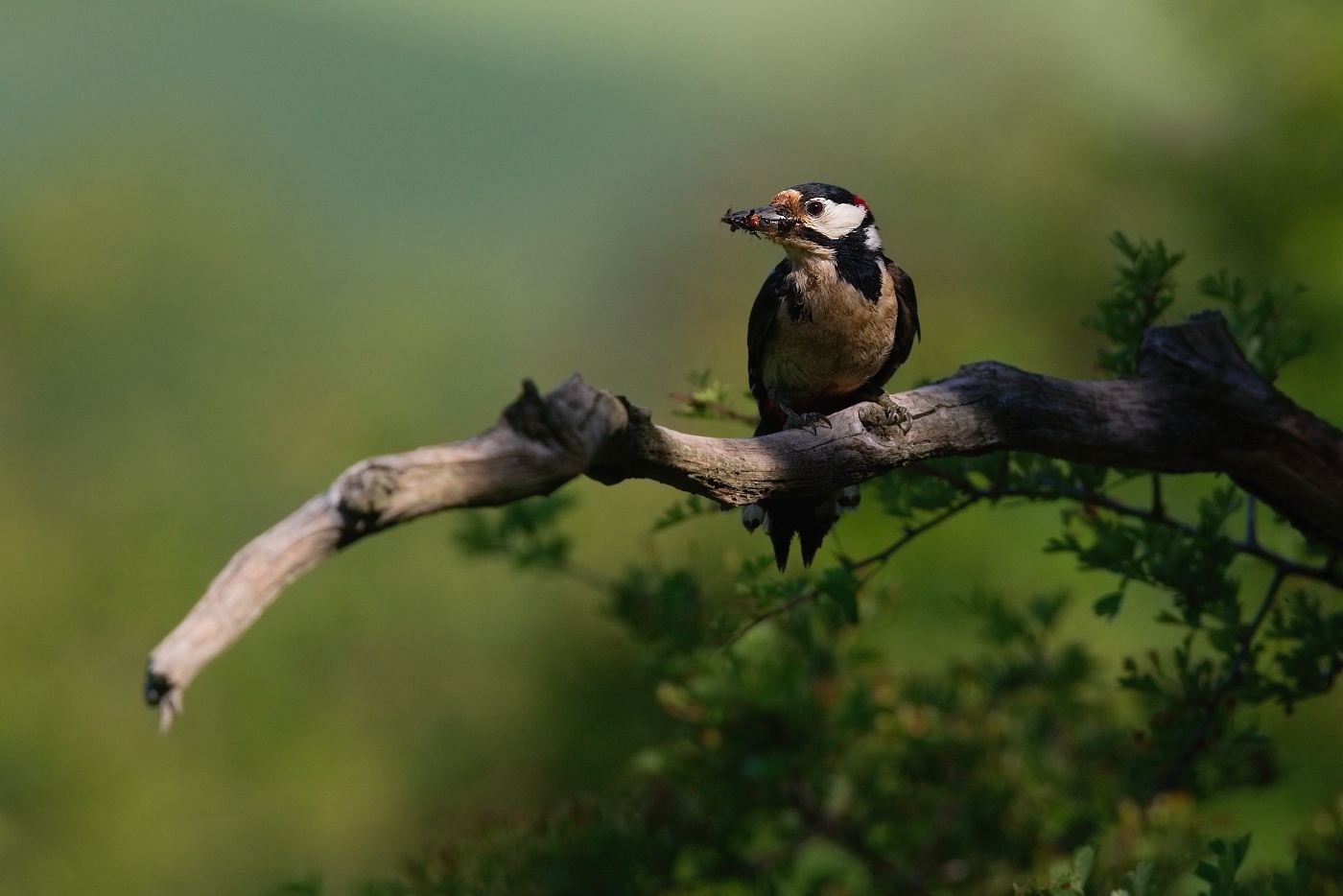 Strakapoud velký  ( Dendrocopus major )