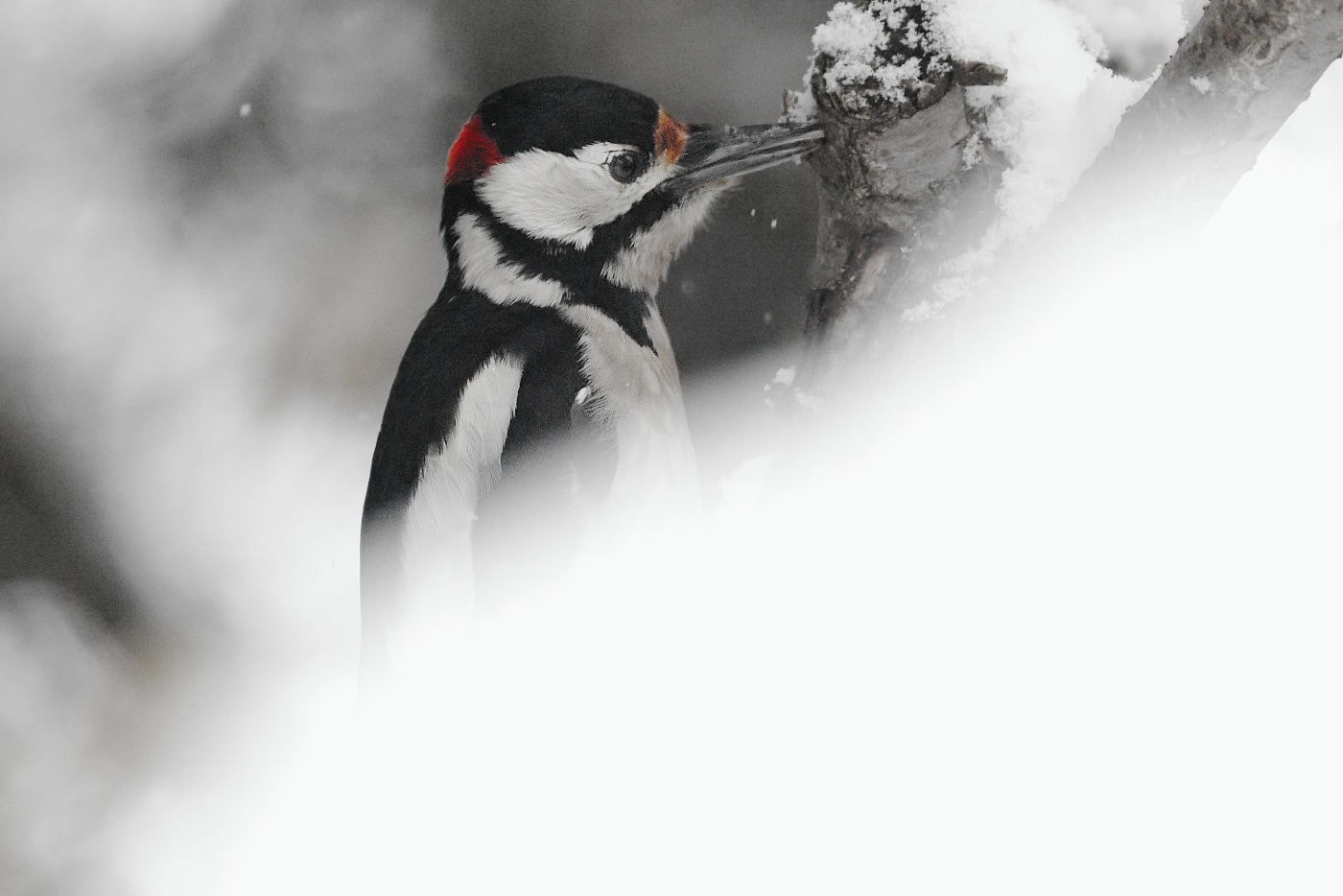 Strakapoud velký  ( Dendrocopus major )