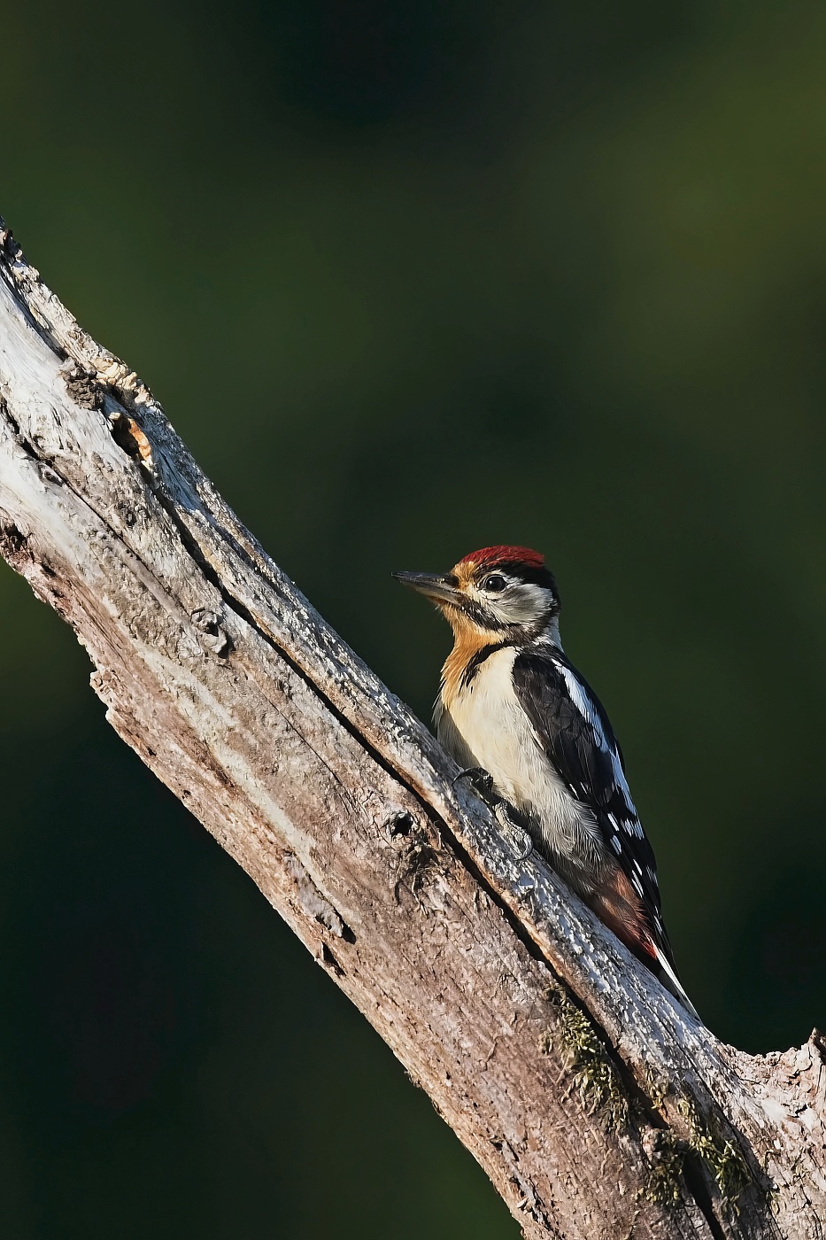 Strakapoud velký  ( Dendrocopus major )