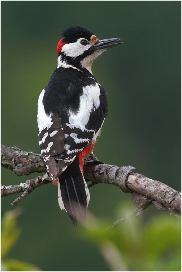 Strakopoud velký  ( Dendrocopos major )