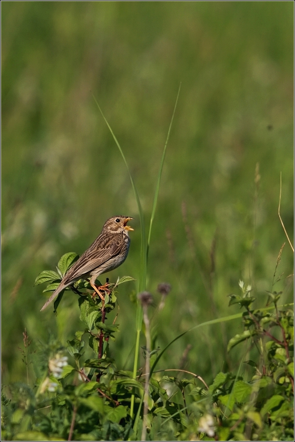 Strnad  luční  ( Emberiza calandra )