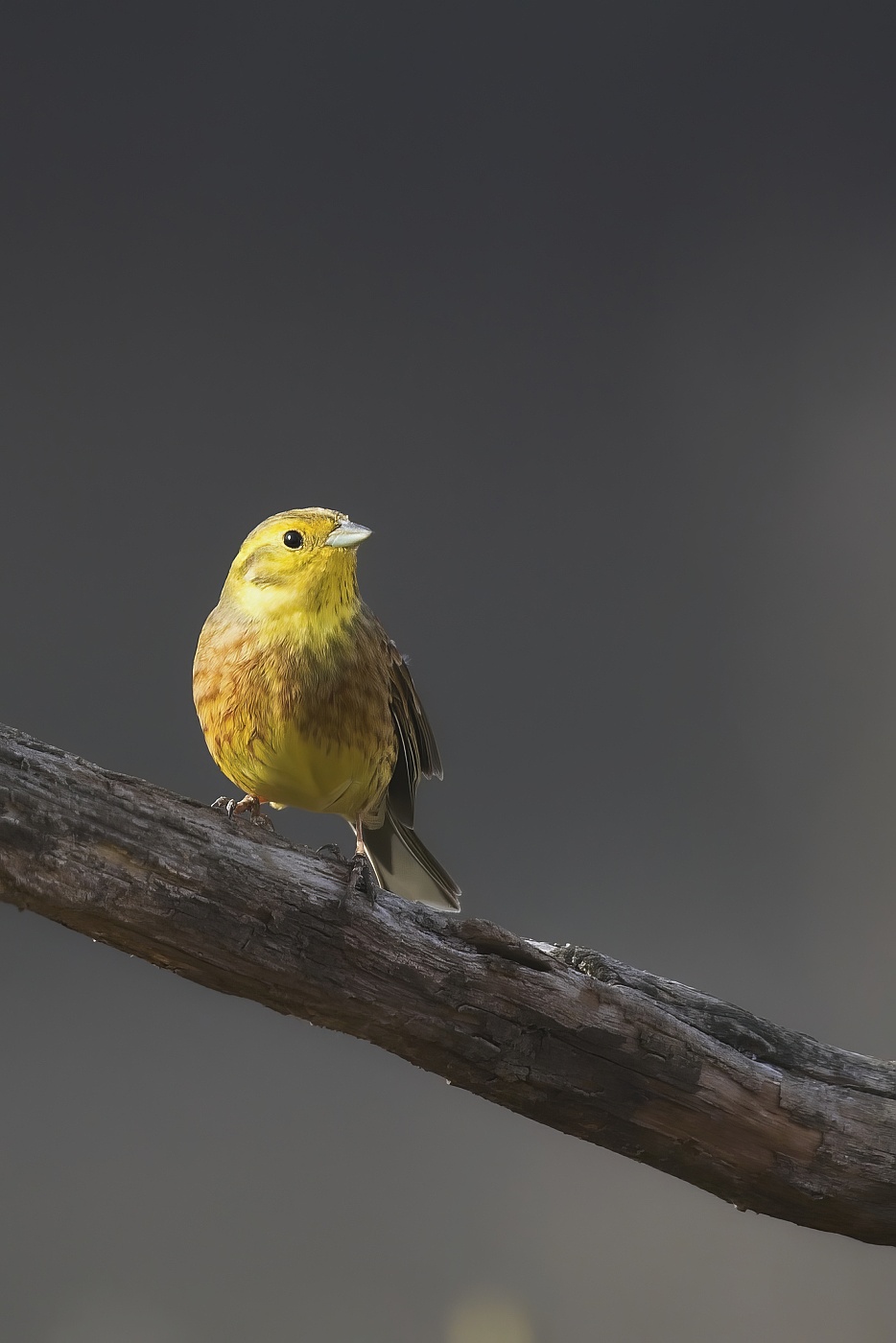Strnad obecný  ( Emberiza citrinella )