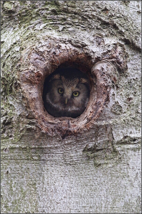Sýc  rousný ( Aegolius funereus )