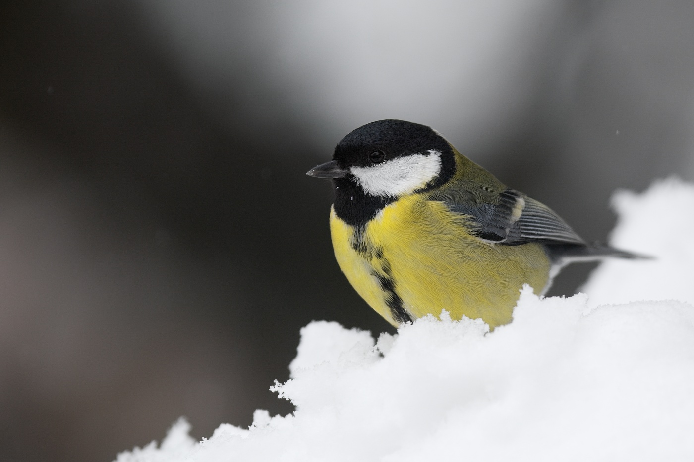 Sýkora koňadra  ( Parus major ) 