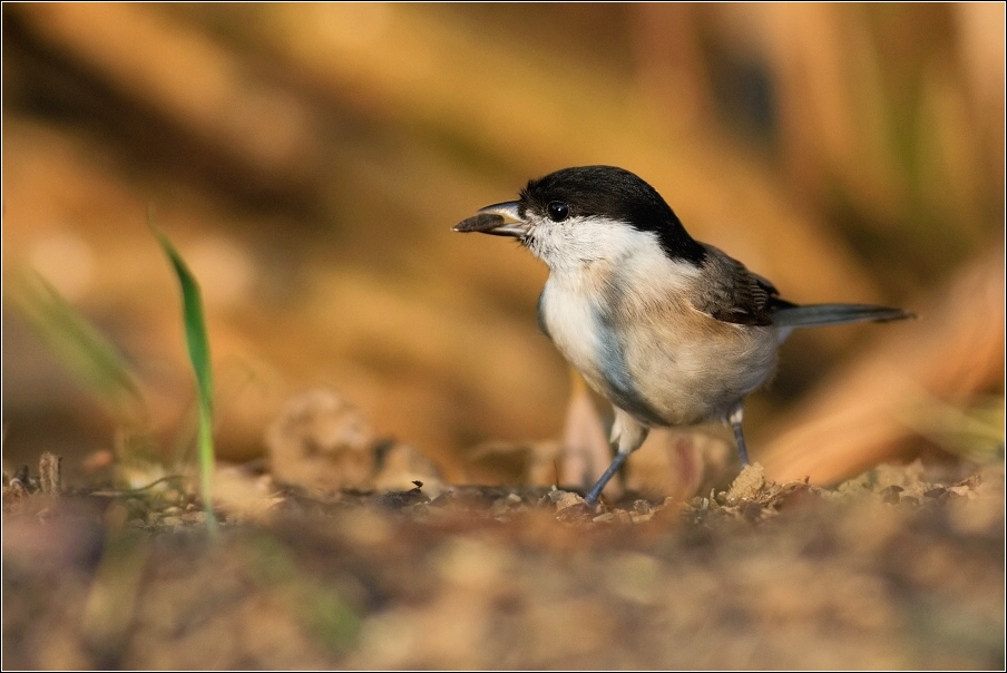 Sýkora lužní  ( Parus montanus )