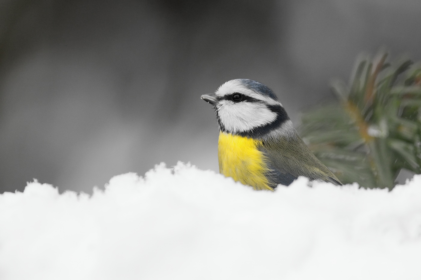 Sýkora modřinka  ( Parus ater )
