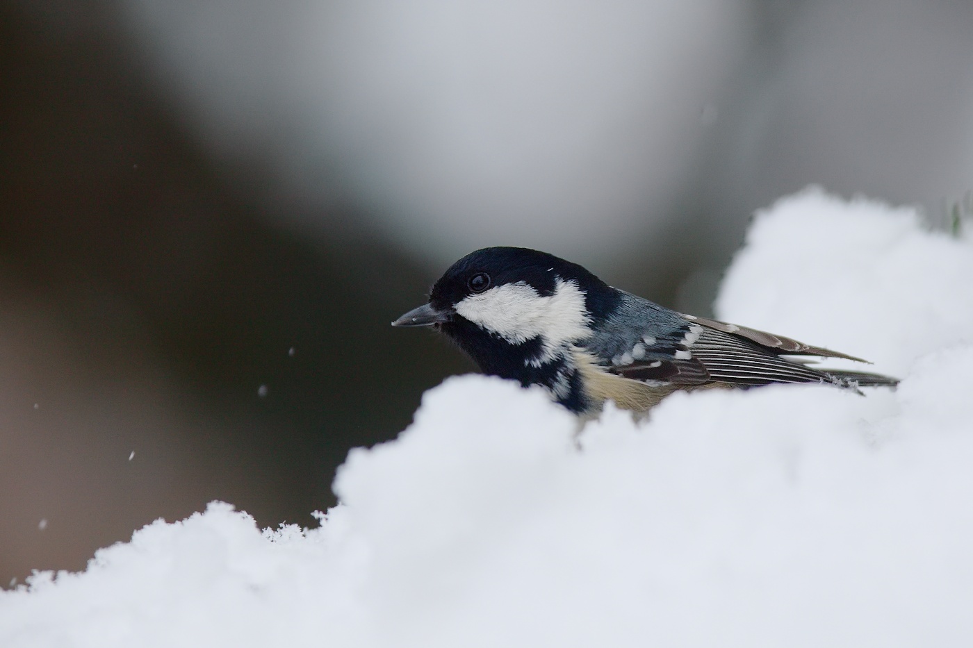 Sýkora uhelníček  (Parus ater )