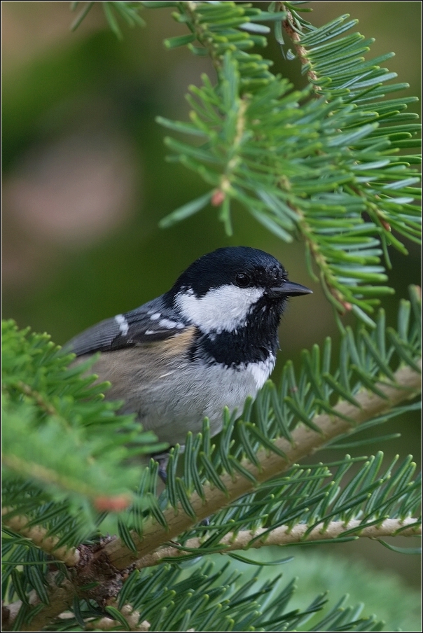 Sýkora uhelníček ( Parus ater )