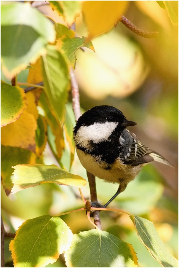 Sýkora uhelníček ( Parus ater )