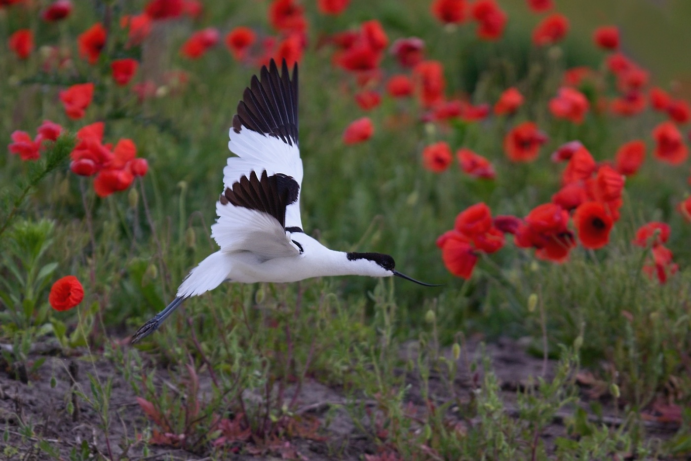 Tenkozobec opačný  ( Recurvirostra avosetta )
