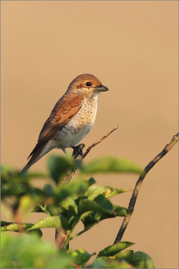 Ťuhýk obecný ( Lanis collurio )