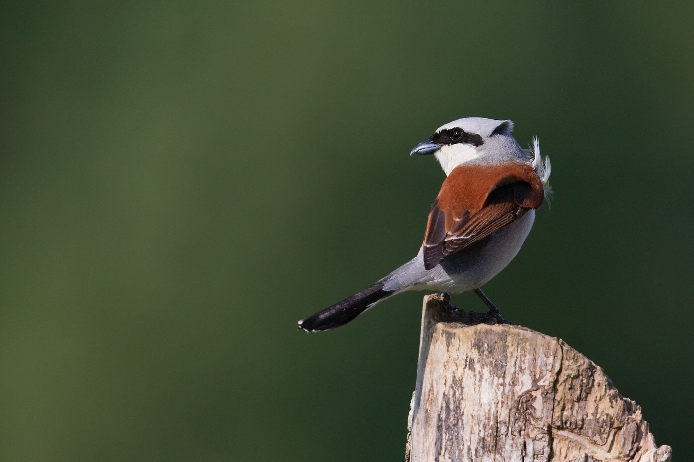 Ťuhýk obecný  ( Lanius collurio )