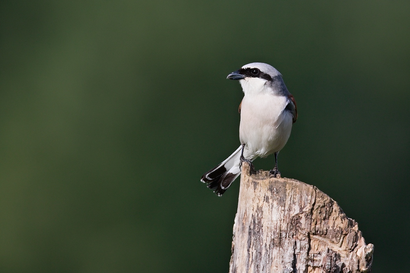 Ťuhýk obecný  ( Lanius collurio )