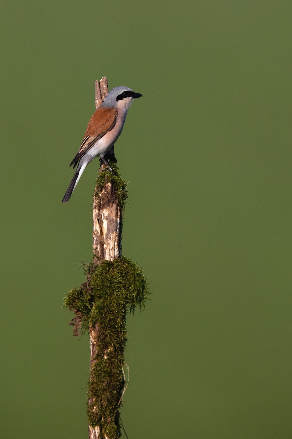Ťuhýk obecný  ( Lanius collurio )