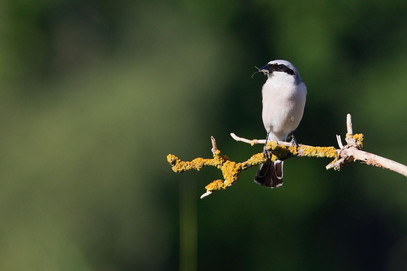 Ťuhýk obecný  ( Lanius collurio )