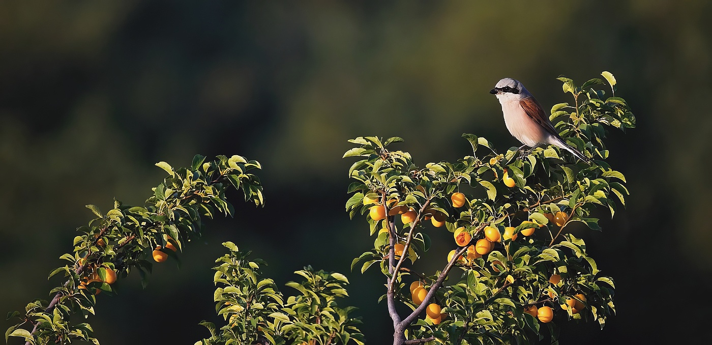 Ťuhýk obecný ( Lanius collurio )