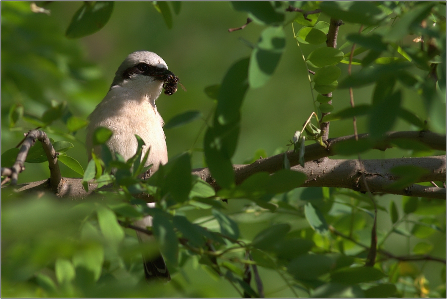 Ťuhýk obecný ( Lanius collurio )