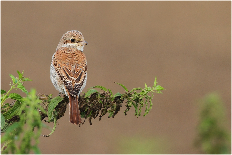 Ťuhýk obecný  ( Lanius collurio )