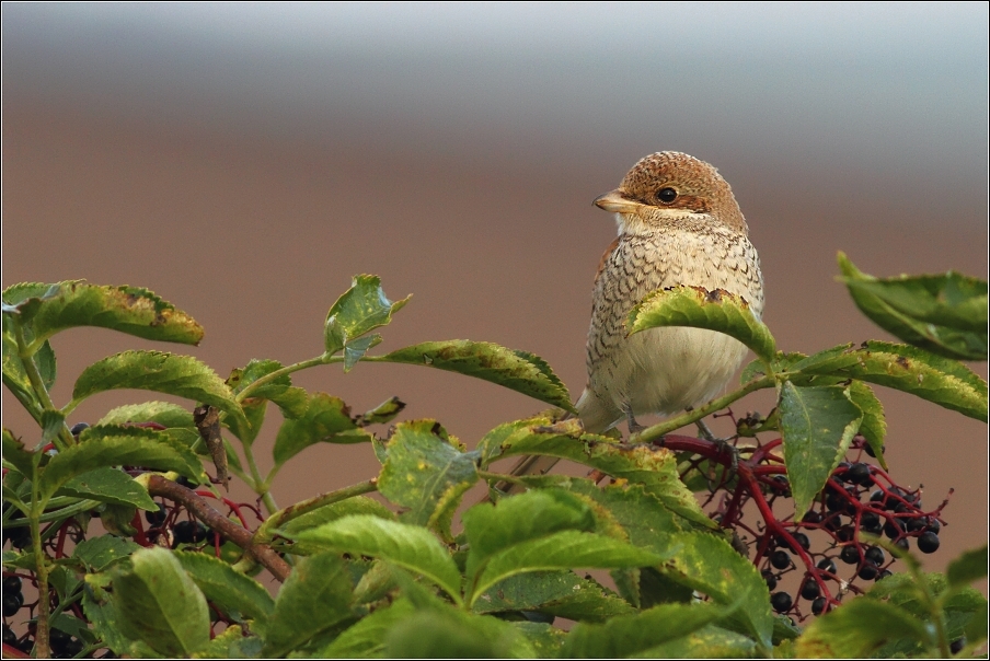 Ťuhýk obecný  ( Lanius collurio )