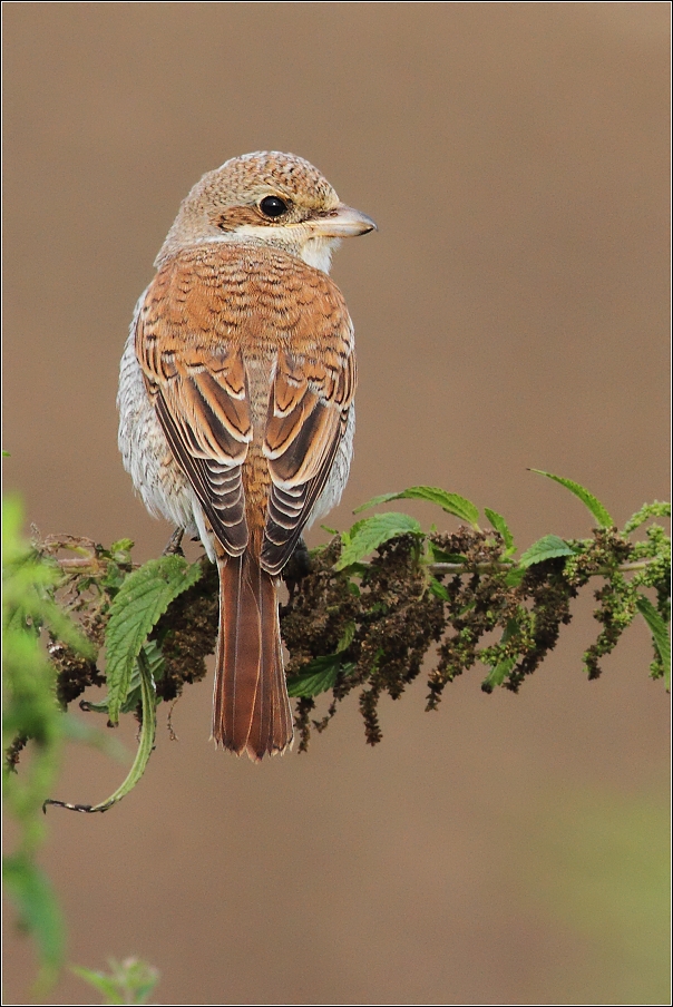 Ťuhýk obecný  ( Lanius collurio )