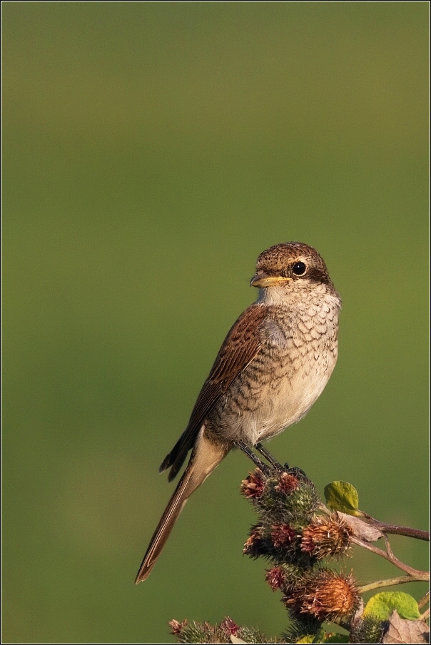 Ťuhýk obecný  ( Lanius collurio )