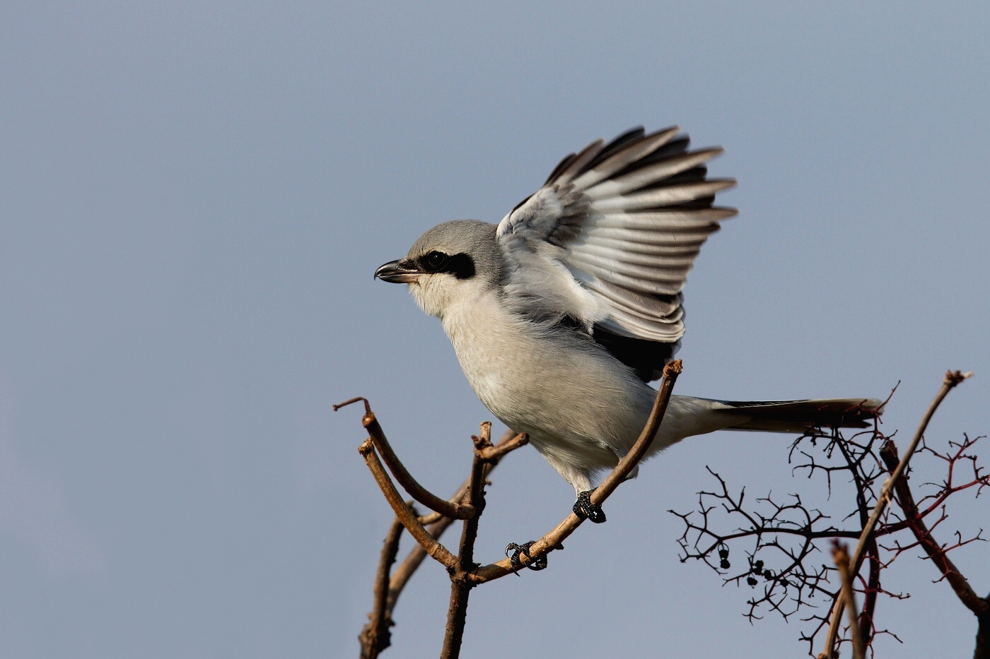 Ťuhýk šedý  ( Lanius excubitor )