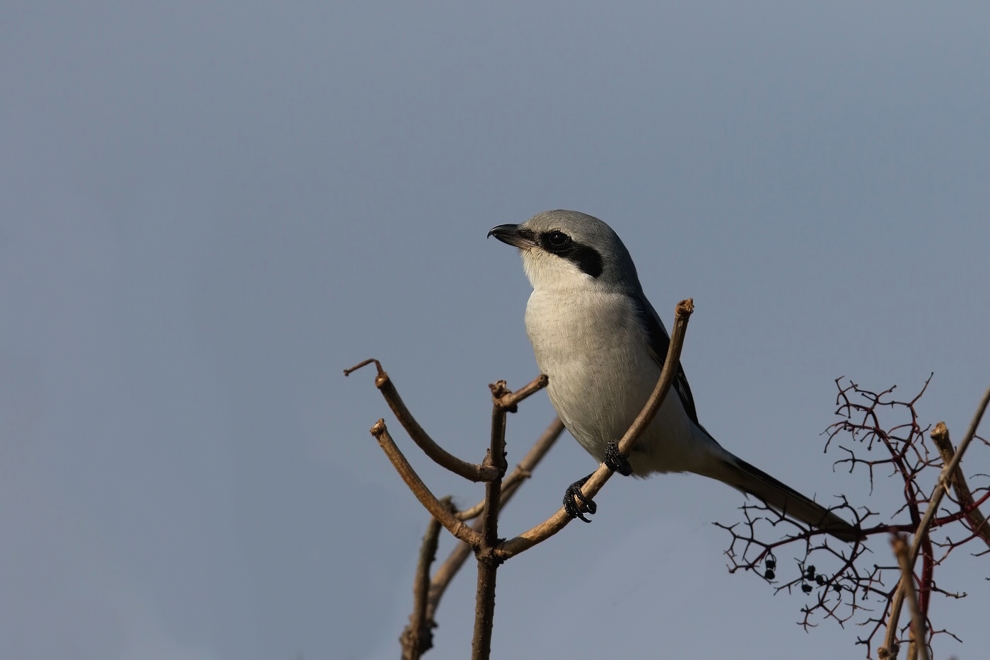 Ťuhýk šedý  ( Lanius excubitor )