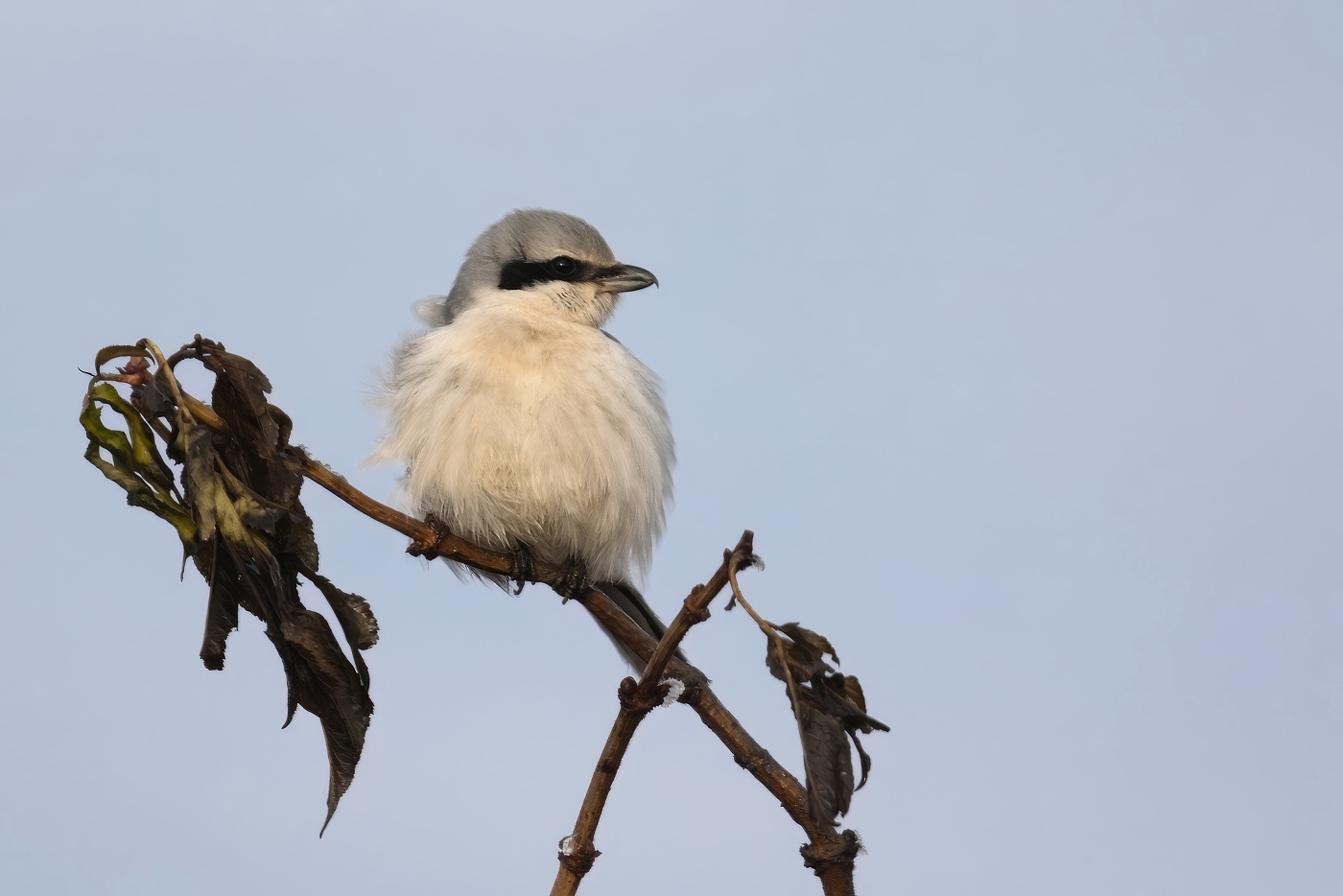 Ťuhýk šedý  ( Lanius excubitor )
