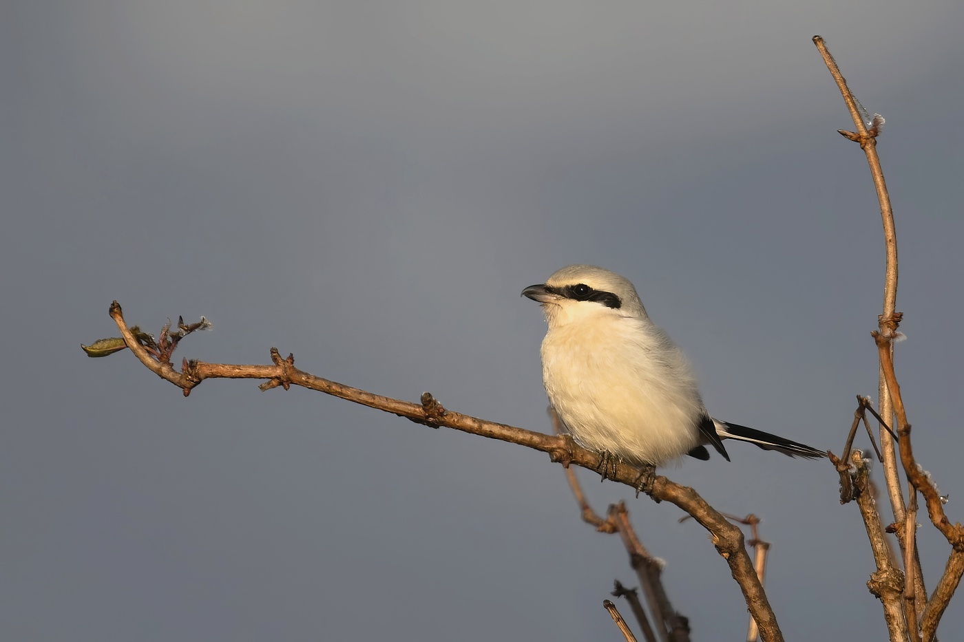 Ťuhýk šedý  ( Lanius excubitor )