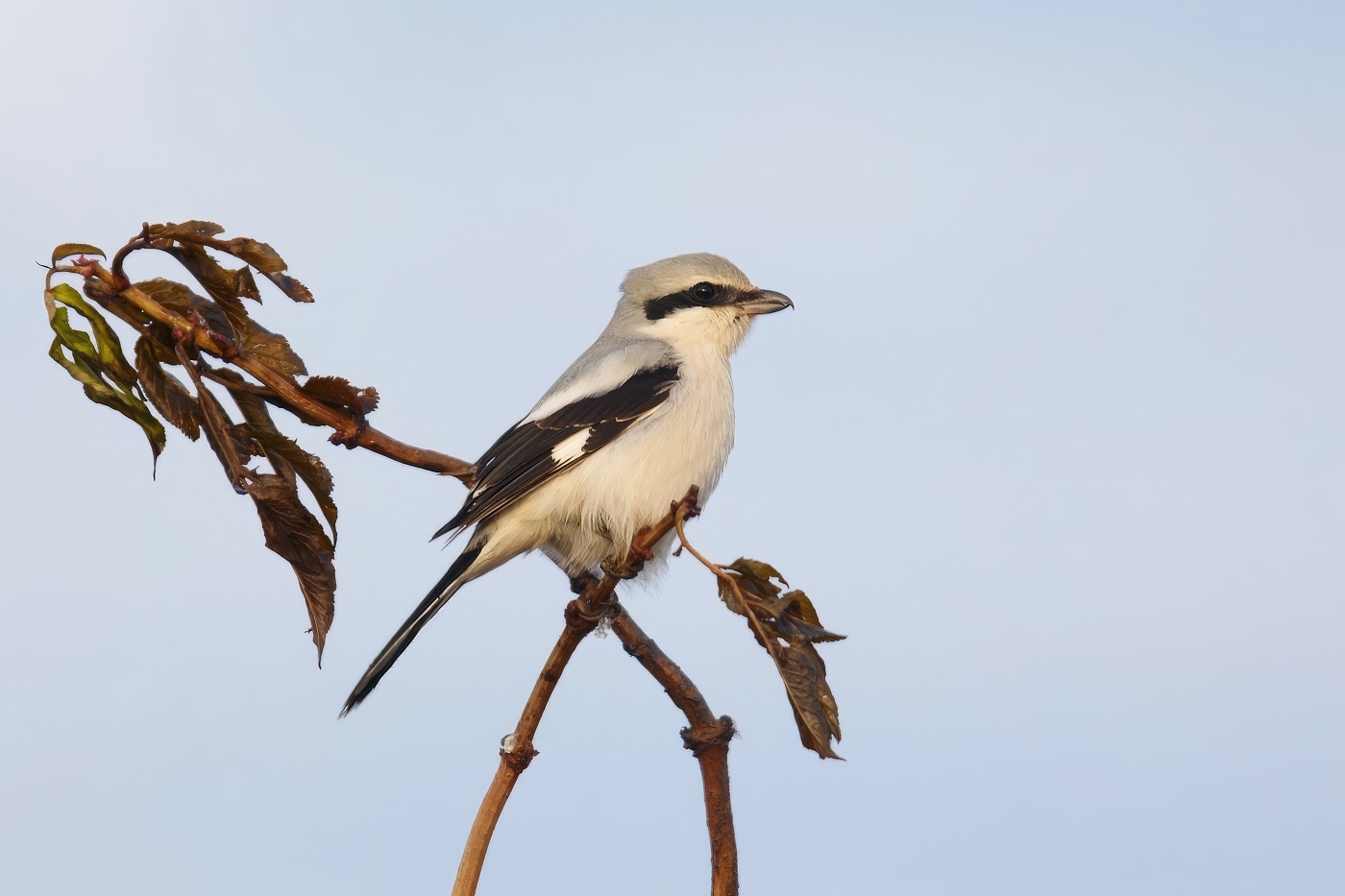 Ťuhýk šedý  ( Lanius excubitor )