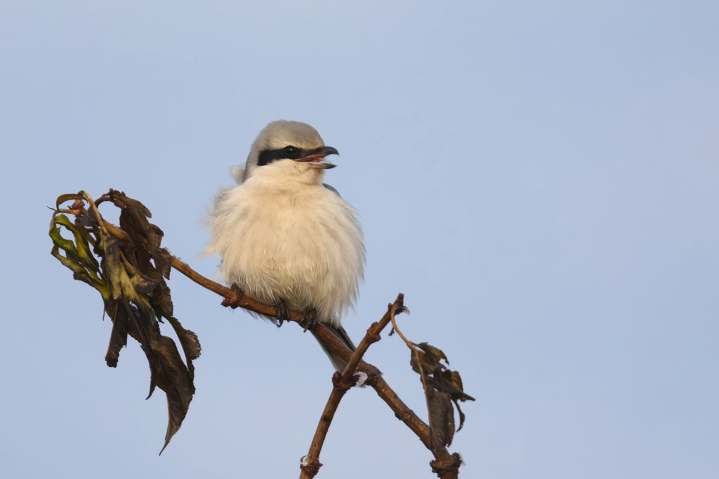 Ťuhýk šedý  ( Lanius excubitor )