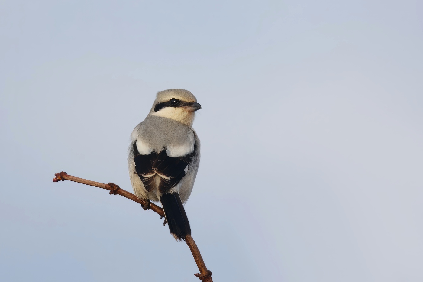 Ťuhýk šedý  ( Lanius excubitor )