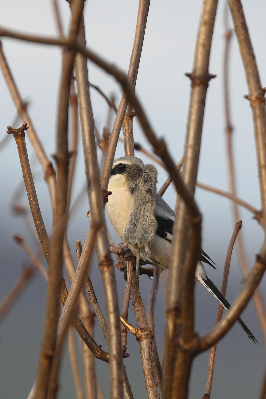 Ťuhýk šedý  ( Lanius excubitor )