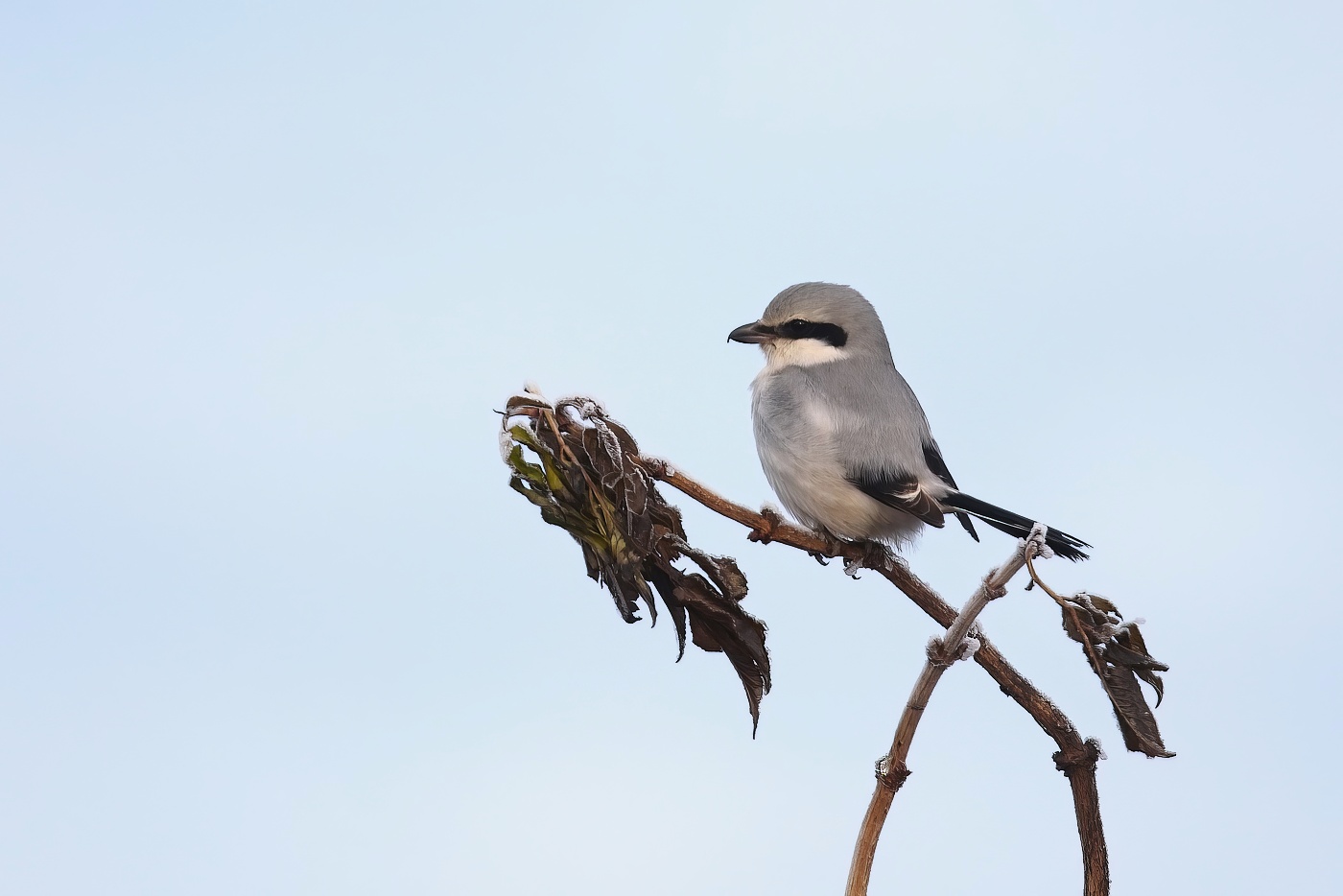 Ťuhýk šedý  ( Lanius excubitor )