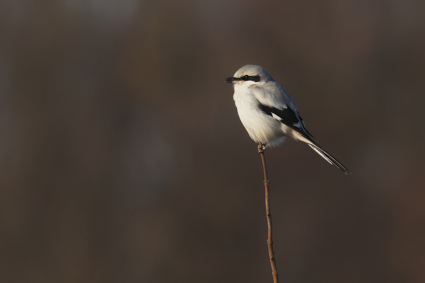 Ťuhýk šedý  ( Lanius excubitor )