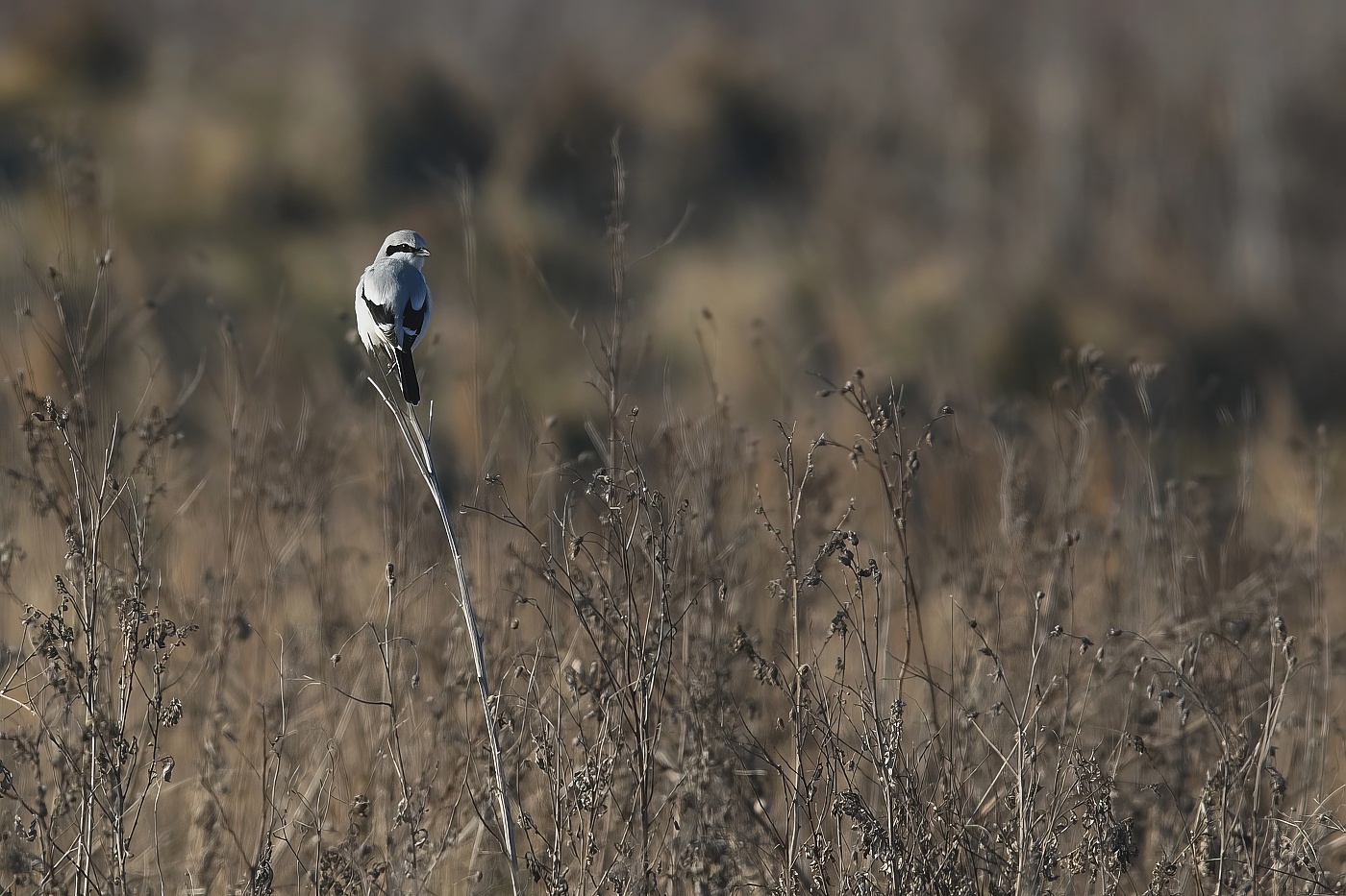 Ťuhýk šedý  ( Lanius excubitor )