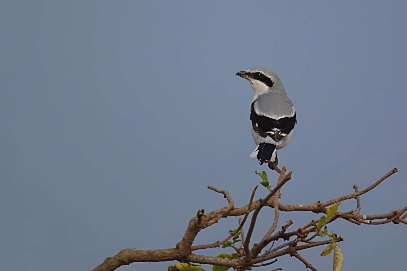 Ťuhýk severní  ( Lenius borealis )