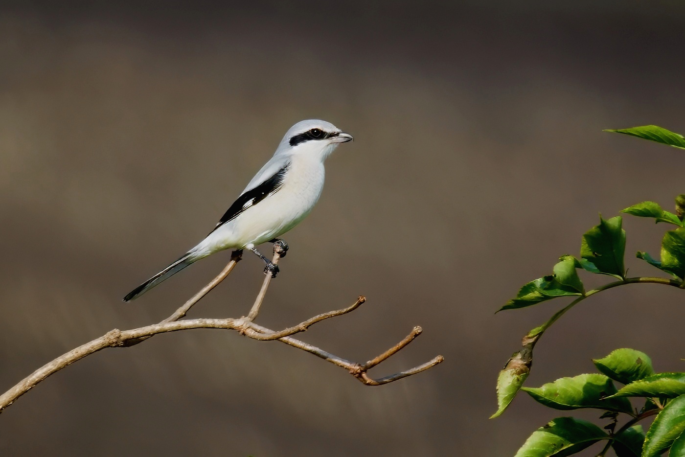 Ťuhýk severní  ( Lenius borealis )