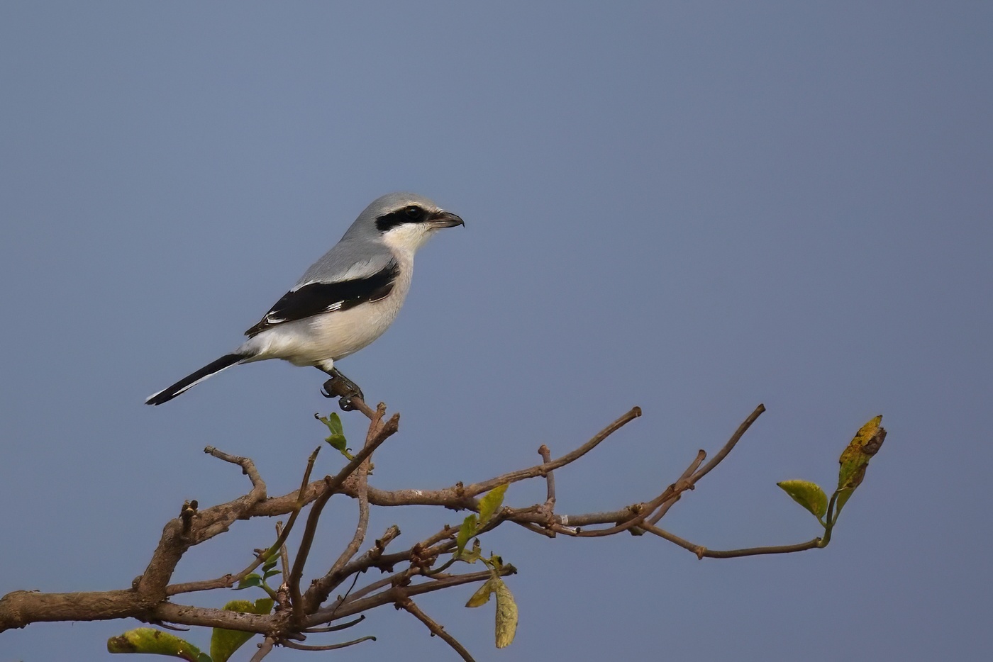 Ťuhýk severní  ( Lenius borealis )