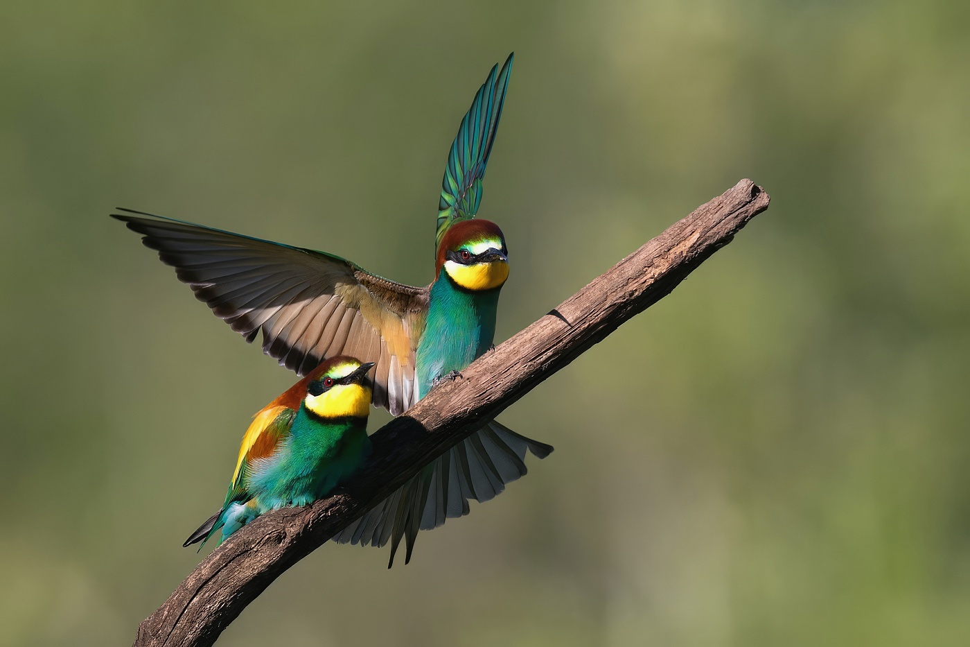 Vlha pestrá  ( Merops apiaster )