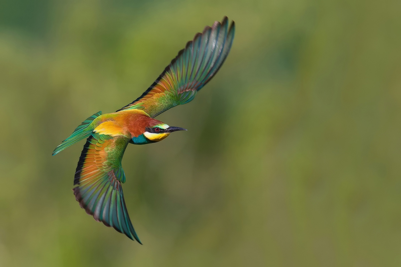 Vlha pestrá  ( Merops apiaster )