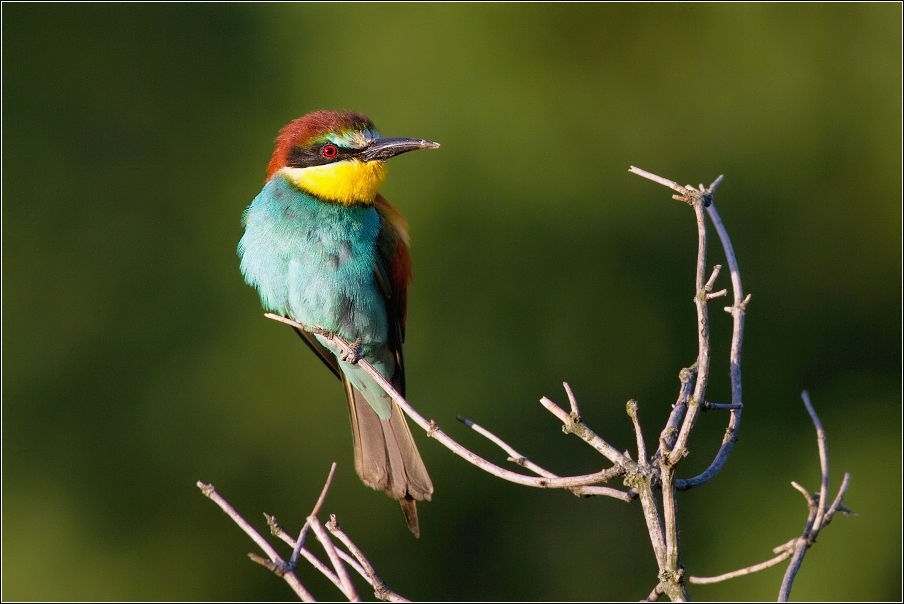 Vlha pestrá  ( Merops apiastr )