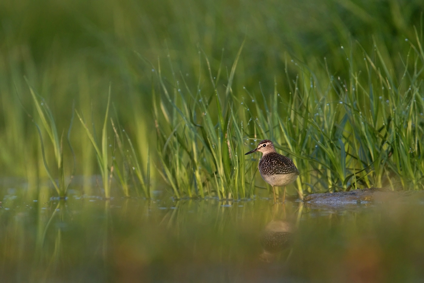 Vodouš bahenní  ( Tringa glareola )