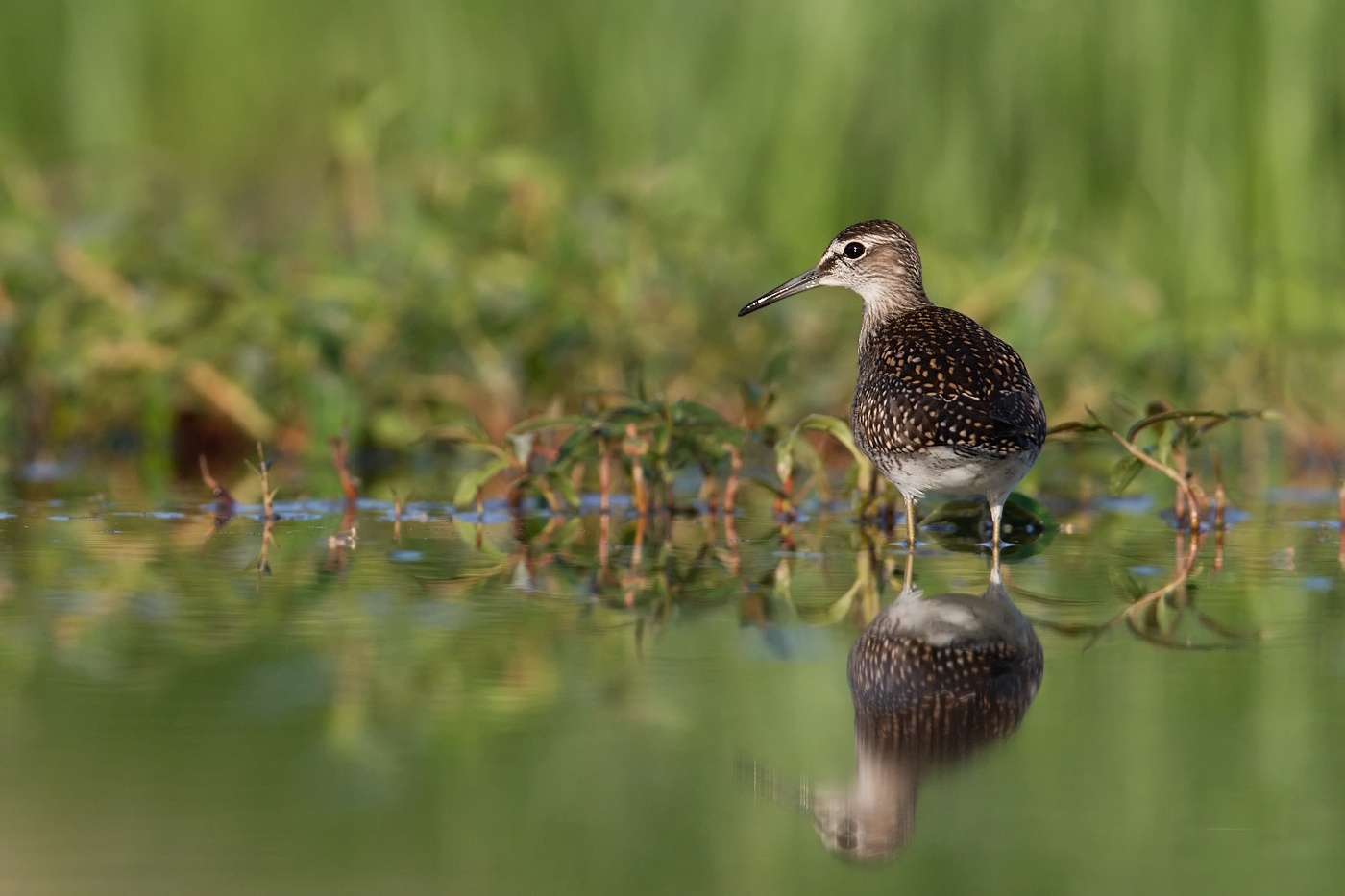 Vodouš bahenní  ( Tringa glareola )